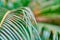 Vintage photo tropical fern green leaf on blurred green background for print design. Tropical floral pattern, real photo.