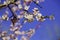 Vintage photo of white apricot tree flowers in spring