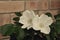 Vintage photo of white rugosa rose flower by the brick wall