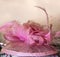 Vintage pink lady woman hat with pink feathers, bow and veil. Vintage store accessory