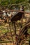 vintage plowing machine. old farm machinery. Old rusty plow. Nobody, selective focus