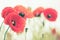 Vintage poppies