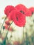 Vintage poppies