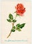 Vintage postcard shows rose. Postcard printed in GDR, text in German - heartfelt wishes to birthday.