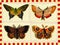 Vintage poster: butterflies