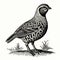 Vintage Quail Engraving: Detailed Bird Design In Monochromatic Style