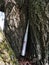 Vintage Rawlings baseball bat swallowed by tree