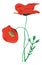 Vintage red flower illustration. Poppy plant blossom