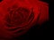 Vintage red rose flower shadow dark macro photo