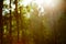 Vintage retro blurred forest landscape with leaks and bokeh