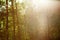 Vintage retro blurred forest landscape with leaks and bokeh