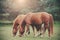 Vintage retro filtered picture of grazing horses