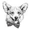 Vintage retro hipster style sketch of funny Pembroke Welsh corgi dog.