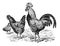 Vintage or retro Rooster and hens. or chicken en cocks collection. / Antique engraved illustration from from La Rousse XX Sciele