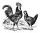 Vintage or retro Rooster and hens. or chicken en cocks collection. / Antique engraved illustration from from La Rousse XX Sciele