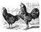 Vintage or retro Rooster and hens. or chicken en cocks collection. / Antique engraved illustration from from La Rousse XX Sciele