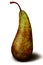 Vintage ripe green brown pear