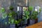 Vintage room with monstera flowers in pots  wooden table  mirrors and gray wall on background