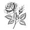 Vintage rose flower engraving calligraphic vector