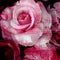 Vintage rose painted with brush stroke on wall background