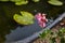 Vintage or rural garden design lush blooming colorful garden pelargonium in an pond blurred background