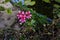 Vintage or rural garden design lush blooming colorful garden pelargonium in an pond blurred background. Family name Geranium,