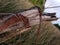 Vintage rusty hinge nature fence post barbed wire