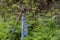 Vintage rusty water fountain hand pump in russian village. Abandoned water wellhead