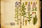 A vintage scientific drawing of plants in an old book, generative ai