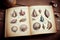 A vintage scientific drawing of sea shells in an old book, generative ai