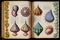 A vintage scientific drawing of sea shells in an old book, generative ai