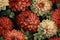 Vintage seamless dahlia flower watercolor Generative AI