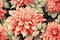 Vintage seamless dahlia flowers watercolor Generative AI