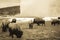 Vintage sepia bison grazing next to Old Faithful Geyser, Yellows
