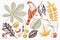 Vintage set of hand drawn leaves and seeds illustration. Vector autumn collection with bird. Wedding invitation. Outlines.