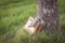 Vintage shoes pumps wayside in nature arouse wanderlust in bag