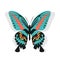 Vintage single colorful butterfly isolated on whit