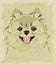 Vintage sketch of cute spitz dog