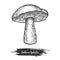 Vintage sketch of iodine bolete or forest mushroom