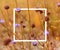 Vintage soft toned autumn field composition devils-bit scabious with white picture frame. Copy space. Nature background. Greeting