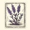 Vintage Stamp With Lavender Plants - Realistic American Iconography