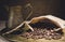 Vintage still life with heap of coffee beans in burlap sack near old copper turkish coffee pot on bronze tray against canvas