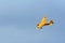 Vintage Stinson Reliant aircraft 1942 in royal navy yellow colours flying .