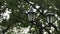 Vintage street lamp in the park under the summer warm rain. A lantern under rain