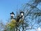 Vintage streetlight amidst blooming branches