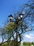 Vintage streetlight amidst blooming branches