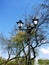 Vintage streetlight amidst blooming branches