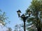 Vintage streetlight amidst blooming branches