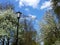 Vintage streetlight amidst blooming branches