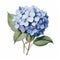 Vintage-style Blue Hydrangea Flower Illustration In 8k Resolution